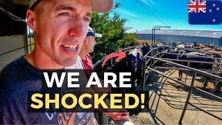 NOT WHAT WE EXPECTED! The Reality Of Dairy Farming In New Zealand, Christchurch 