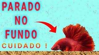 CUIDADO Peixe PARADO NO FUNDO DO AQUÁRIO  o que pode ser ?