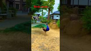 Neat clean sound of Peacock Bird most clear sounds  different videos  Mor Peacock #  ptc simran live