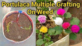 On Weed Portulaca Multiple Grafting Technique