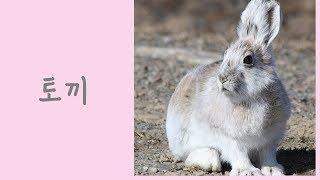 '토끼'는 어떤 동물일까요?