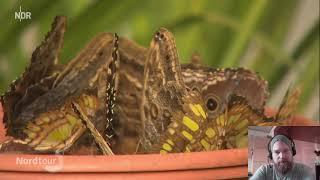 Der Hüter der Schmetterlinge im Botanischen Garten in Kiel