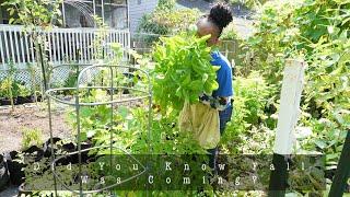 How I Prepare My Urban Homestead For Fall | Reorganizing The Garden | Pulling Healthy Plants