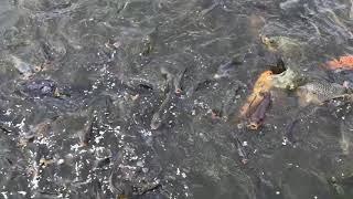 Amazing Natural Fish   in Nepal Best