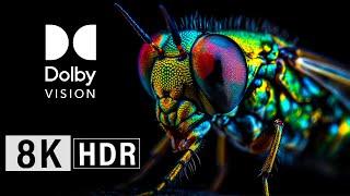 SUPER MACRO WORLD 8K HDR 120FPS Dolby Vision / Ultra HD 8K TV