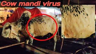 Cow virus in Bata chowk Mandi/ funkar tv