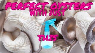 PERFECT OYSTERS WITH NO FC, Simple TEK to Nail Your First Oyster Mushroom Grow