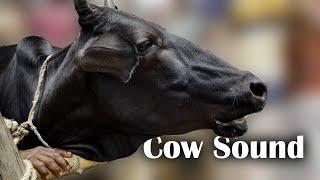 16 Times 2 Cow Mooing | animalsounds, Cow Sound Tobibul