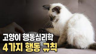 이것만 알면 고양이 교육이 쉬워집니다. 고양이 행동의 4가지 기본 원칙.