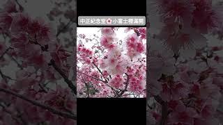 中正紀念堂櫻花2025/2/2