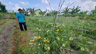 TANAMAN SAYUR TUMBUH SUBUR DI LAHAN TRANSMIGRASI SP6B TANJUNG BUKA, BULUNGAN, KALIMANTAN UTARA