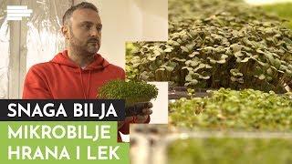 SNAGA BILJA: Ni manje hrane, ni većeg čuda! Da li ste probali mikrobilje?