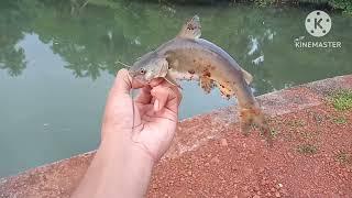 one of the most easiest fish to catch|?Goa-India| flathead, trevally,catfish, tank goby