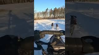 Real SledDogs  on real sleds #sleddogs #dogshorts #dogs