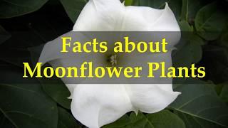 Facts about Moonflower Plants