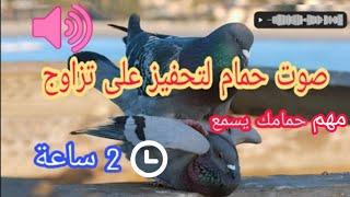 صوت مهم لتحفيز الحمام الزاجل على التزاوج و حمام الزينة ساعتان HD 