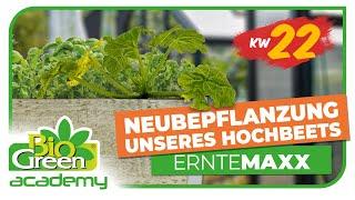 Grüne Oase im Hochbeet: Zucchini, Hokaido, Kopfsalat, Spinat und Buschbohnen im ErnteMaxx