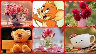 Beautiful Dp Picture For Whatsapp || So Cute Dp Picture Images || Nice Wallpaper Dps Images!!!!