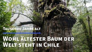 "Urgroßvater" in Chile ist ältester Baum der Welt | AFP