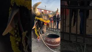 Pongal Celebrations at Isha Yoga Center, Coimbatore