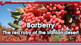 BarberryThe red ruby ​​of the Iranian desert