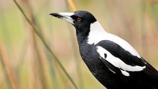 Australian Magpie on High Alert