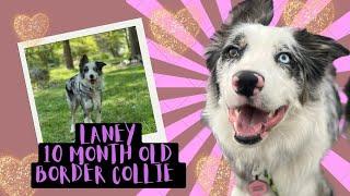 Lehighton Dog Trainers ||| OLK9 Lehigh Valley ||| 10 Month Old Border Collie, Laney