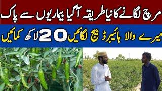 Sabz mirch ke kasht |Hybrid Green Chillli, Red Chilli |Vegetable farming in Urdu/Hindi