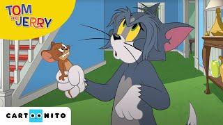 Tom und Jerry | Die Flöhe greifen an! | Cartoonito