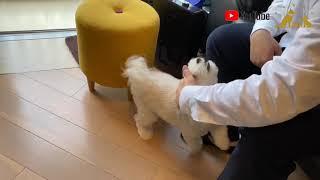 犬隻訓練MHdogtraining-一分鐘教你解決狗狗咬手興奮撲人問題（不用打不用罵不用No)