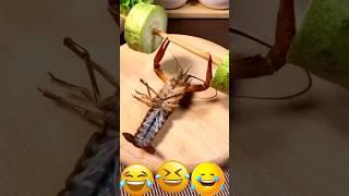 Workout Baby shorts 🪳  🪳  Rainbow cockroach to workout Around the World #shorts #cockroach #funny