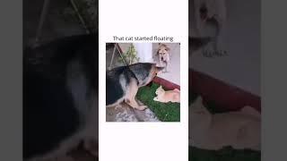 #pets #cat #subscribe #video