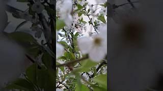 ЦВЕТОПАД