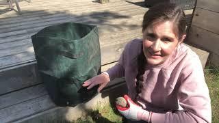 Planting potatoes in grow bags