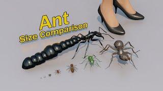 Ant Size Comparison