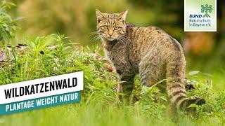 Neue Lebensräume für die Wildkatze am Grünen Band I BUND Naturschutz