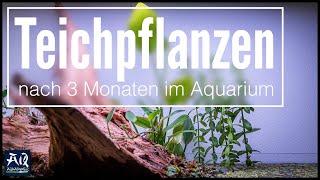 Was ist aus dem Pond Style Aquarium nach 3 Monaten geworden? (Mit Q&A) | AquaOwner