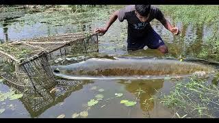 Best Dheyal Fishing In The Village | Most Popular Fishing Method | Fishing videos