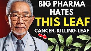 A SINGLE Leaf That Can ATTACK Cancer? The Hidden TRUTH!