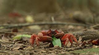 Destination Australia - Exploring the Wonders of Christmas Island's Underwater World