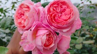 #easy grow rose#davidaustinrose