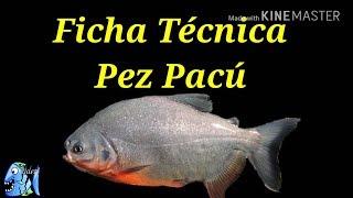 Ficha Técnica Pez Pacú (Piaractus Brachypomus)