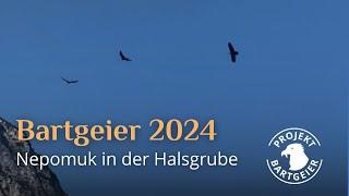 Nepomuk fliegt zusammen mit Vinz & Wiggerl | LBV Bartgeier 2024