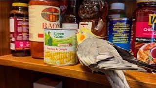 Gremlin in the pantry! 