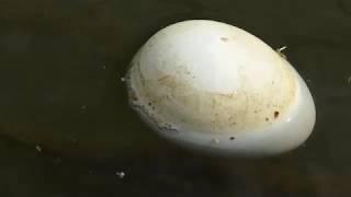 Canada Geese egg - Branta canadensis - Kanadagæs - Egg á floti í tjörninni