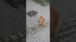 Two cats arguing :D