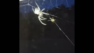 Spider Catches Yellow Jacket in Its Web || ViralHog