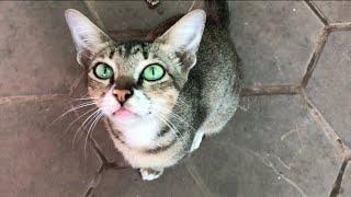 So Cute Kitty!! Cute Cat Videos