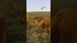 Habibe com to Dubai  #short #viral shorts #youtube shorts