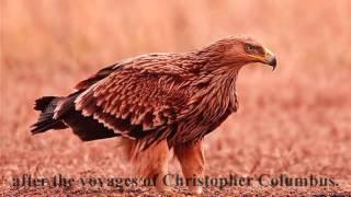 Hiden story of Spanish imperial eagles